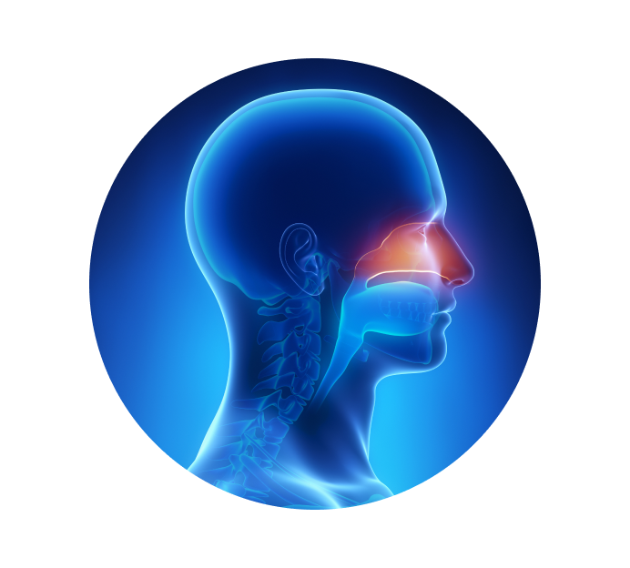 Риноскопия Риноскопия