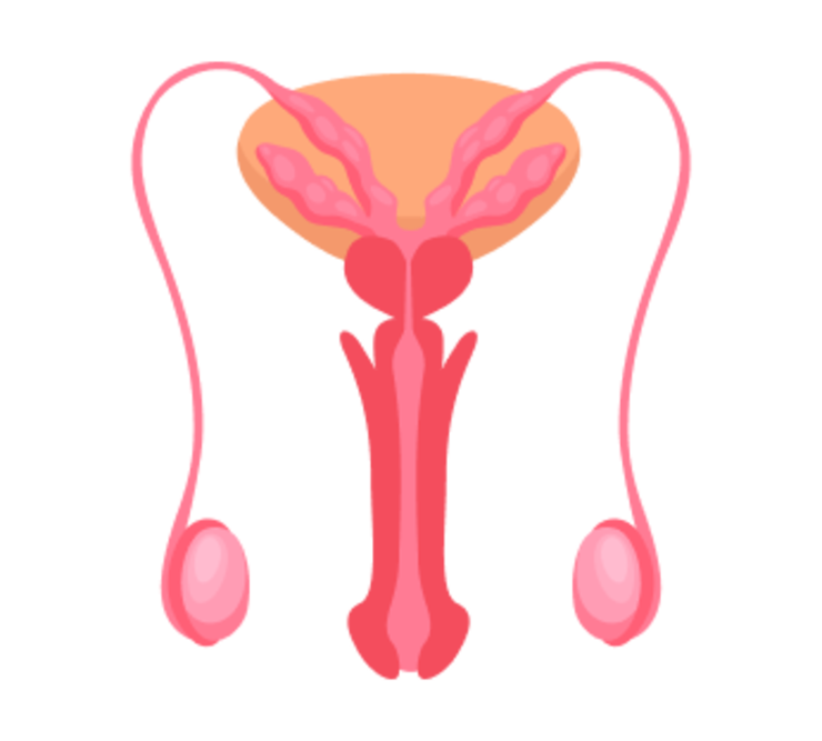 УЗИ мошонки УЗИ мошонки