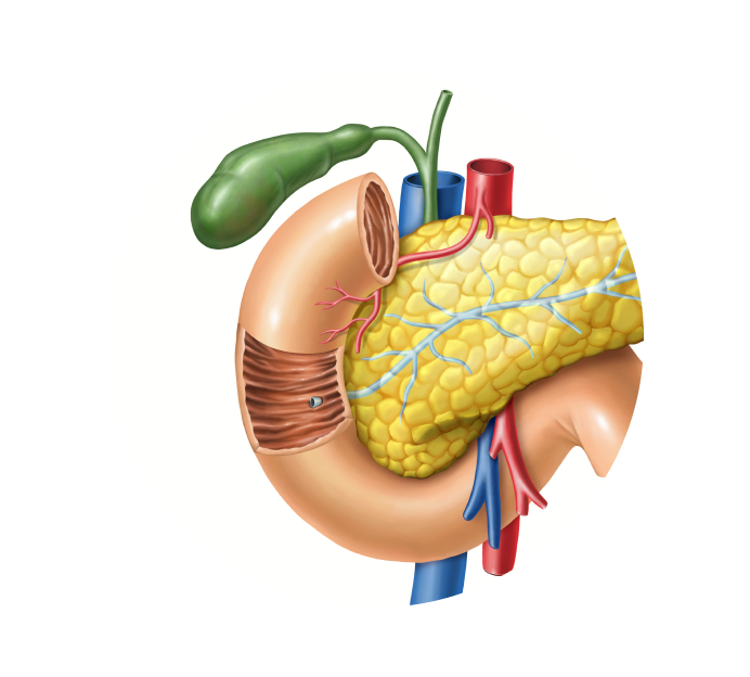 Дуоденоскопия