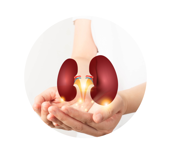 УЗИ почек УЗИ почек