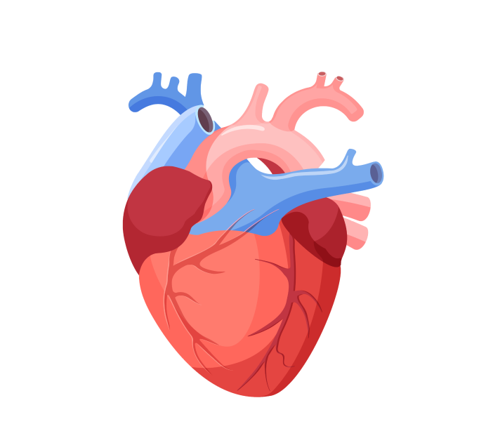 Эхокардиография сердца Эхокардиография сердца