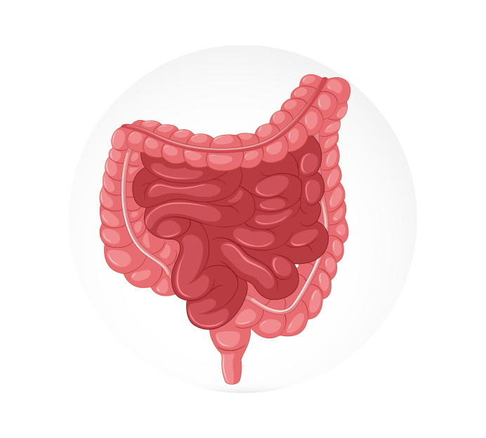Ректороманоскопия (РРС) Ректороманоскопия (РРС)